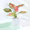 Buy Snake And Aglaonema Pink Plant With Self-Watering Planter