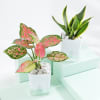 Snake And Aglaonema Pink Plant With Self-Watering Planter Online