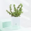 Buy Snake And Jade Plant With Self-Watering Planter