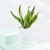Shop Snake And Jade Plant With Self-Watering Planter