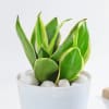 Gift Snake Lotus Plant And Self Watering Planter