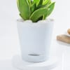 Buy Snake Lotus Plant And Self Watering Planter