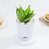 Shop Snake Lotus Plant And Self Watering Planter