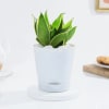 Snake Lotus Plant And Self Watering Planter Online