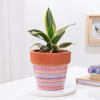 Gift Snake Lotus Plant In Artisan Terracotta Pot