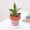 Buy Snake Lotus Plant In Artisan Terracotta Pot