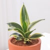 Shop Snake Lotus Plant In Artisan Terracotta Pot