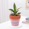 Snake Lotus Plant In Artisan Terracotta Pot Online