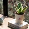 Snake Plant-Golden Hahnii Customized with logo and Name Online