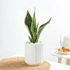 Gift Snake Plant In A Modern White Cylindrical Planter