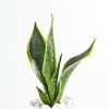 Buy Snake Plant In A Modern White Cylindrical Planter