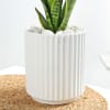 Shop Snake Plant In A Modern White Cylindrical Planter