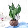 Gift Snake Plant in Football-Shaped Planter for Father's Day