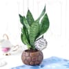 Snake Plant in Football-Shaped Planter for Father's Day Online