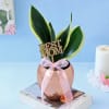 Gift Snake Plant In Special Copper Planter for Mom