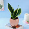 Buy Snake Plant In Special Copper Planter for Mom