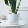 Buy Snake Plant With Planter