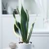 Shop Snake Plant With Planter