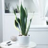 Snake Plant With Planter Online