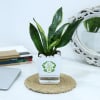 Gift Snake Plant With Self-Watering Planter