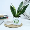 Buy Snake Plant With Self-Watering Planter