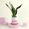 Snake Superba Plant with Personalized Vase Online