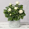 Snowflake Magic White Rose Christmas Arrangement Online