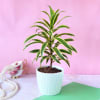 Gift Song of India Plant in Plastic Planter