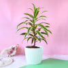 Song of India Plant in Plastic Planter Online