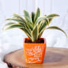 Song Of India Plant In World's Best Mom Ceramic Planter Online
