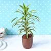 Gift Song of India Plant with Ceramic Planter