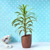 Song of India Plant with Ceramic Planter Online