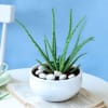 Gift Soothing Aloe Vera Plant
