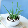 Buy Soothing Aloe Vera Plant