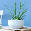 Soothing Aloe Vera Plant Online