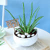 Gift Soothing Aloe Vera Plant for Best Mom