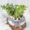 Soothing Greens in Pot Online