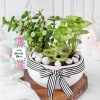Soothing Greens in Pot for Mother's Day Online