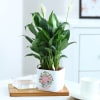 Shop Soothing Love - Peacelily Plant With Self Watering Planter