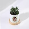 Shop Sorry I Was A Prick - Haworthia Succulent With Personalized Pot