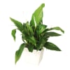 Spathiphyllum in ceramic vase (Subject to availability) Online