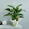 Spathiphyllum plant Online