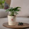 Spathiphyllum Sensation (Peace Lily) With Self Watering Pot Customized with logo Online