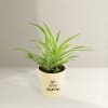 Gift Spider Plant In Let's Grow Water Reservoir Planter
