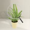 Buy Spider Plant In Let's Grow Water Reservoir Planter