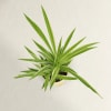 Shop Spider Plant In Let's Grow Water Reservoir Planter