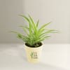 Gift Spider Plant In Motivational Planter