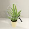 Buy Spider Plant In Motivational Planter
