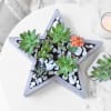 Gift Star Crossed Succulents