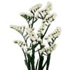Statice White Starlight Wings (Bunch of 10) Online